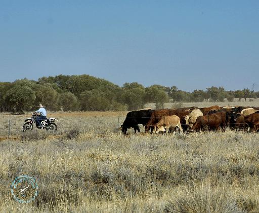 Cattle mustering in Australia 9P007D-26.JPG